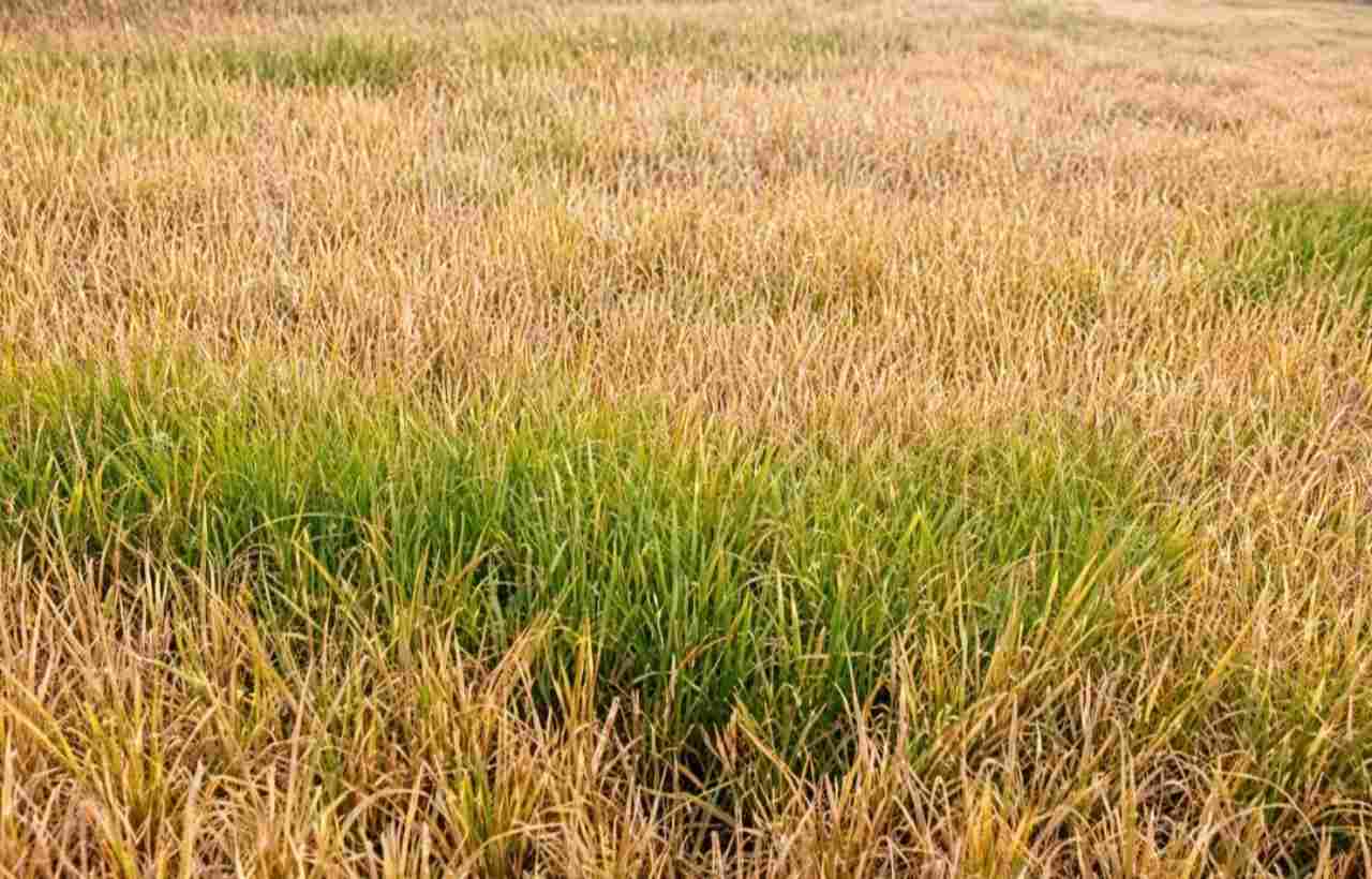 Sawah