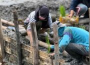 ITS Garap Padi Salin di KRM, Bidik Ketahanan Pangan Pesisir