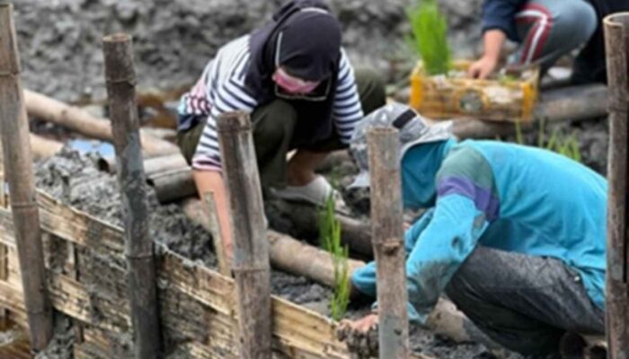 ITS Garap Padi Salin di KRM, Bidik Ketahanan Pangan Pesisir