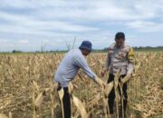 Bhabinkamtibmas Polsek Manguharjo Kota Madiun Monitoring Jagung Siap Panen