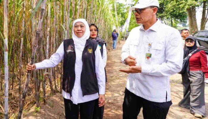 Tanam Perdana Tebu di Kediri, Khofifah: Swasembada Gula Tak Cukup Lewat Produksi dan Luas Lahan