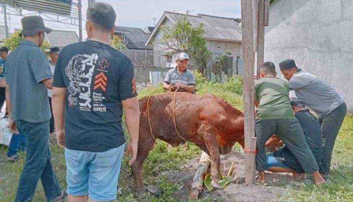 Warga GMJ 2 Kurban 2 Ekor Sapi dan 1 Kambing Perkuat Ukhuwah Islamiah