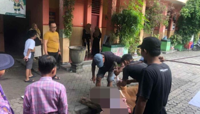 Semangat Kurban Menggema, SDN Citrodiwangsan 02 Lumajang Potong Satu Ekor Sapi