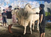 Fixprint Indonesia Kurban Sapi Jumbo 746 Kilogram, Bangun Budaya Kerja Berbasis Keimanan