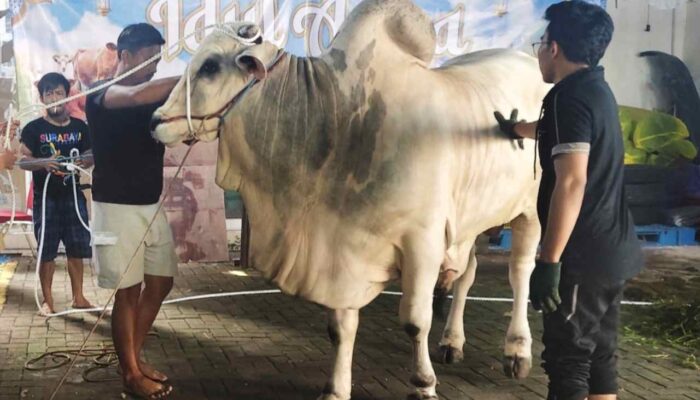 Fixprint Indonesia Kurban Sapi Jumbo 746 Kilogram, Bangun Budaya Kerja Berbasis Keimanan