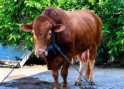 Harga Rp108 Juta, Sapi Kurban Presiden dari Kediri Ternyata Nyaris Gagal Masuk Seleksi