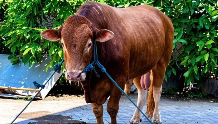 Harga Rp108 Juta, Sapi Kurban Presiden dari Kediri Ternyata Nyaris Gagal Masuk Seleksi