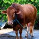 Sapi qurban