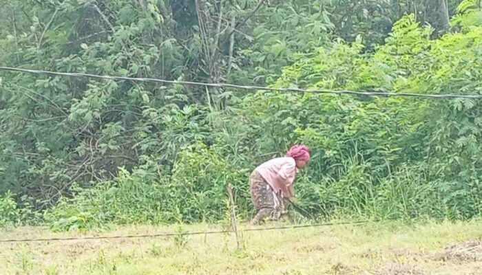 Tegangan Listrik Tidak Stabil dan Kabel Semrawut, Warga Pegantenan Pamekasan Resah