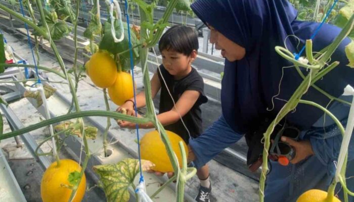 Pemkab Bojonegoro Kembangkan Pertanian Hidroponik, Kini Petik Melon Jadi Tujuan Wisata Masyarakat