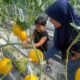 Pemkab Bojonegoro Kembangkan Pertanian Hidroponik, Kini Petik Melon Jadi Tujuan Wisata Masyarakat