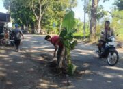 Jalan Berlubang Makan Korban, Warga Tanam Jalan dengan Pohon Pisang