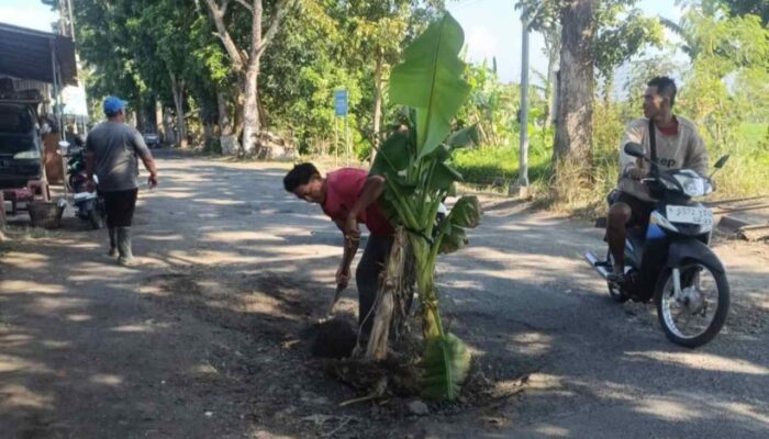 Jalan Berlubang Makan Korban, Warga Tanam Jalan dengan Pohon Pisang