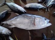 Tuna sirip biru