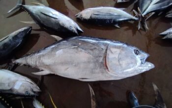 Tuna sirip biru