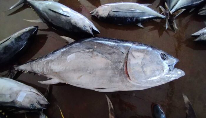 Wow, Tuna Sirip Biru Selatan Didaratkan di Awal Musim Penangkapan Ikan 2026 di Pondokdadap