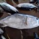 Wow, Tuna Sirip Biru Selatan Didaratkan di Awal Musim Penangkapan Ikan 2026 di Pondokdadap