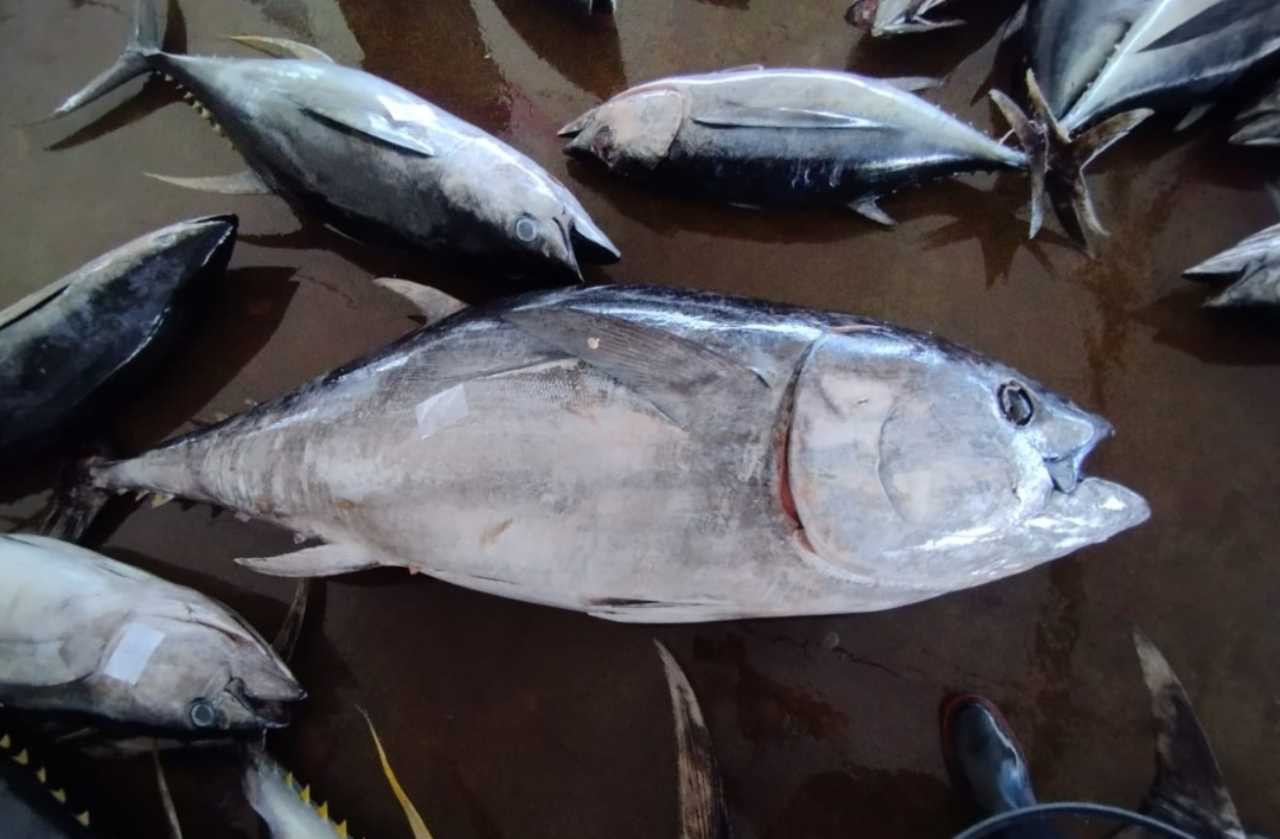 Tuna sirip biru