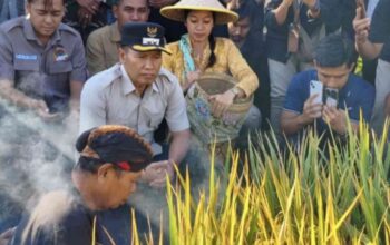 Plt Bupati Tulungagung ABAH Saksikan Petik Padi Poktan se-Desa Kalidawer