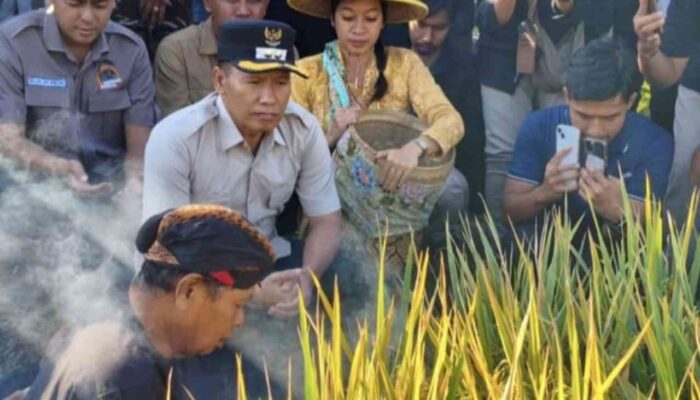 Plt Bupati Tulungagung ABAH Saksikan Petik Padi Poktan se-Desa Kalidawer
