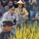 Plt Bupati Tulungagung ABAH Saksikan Petik Padi Poktan se-Desa Kalidawer