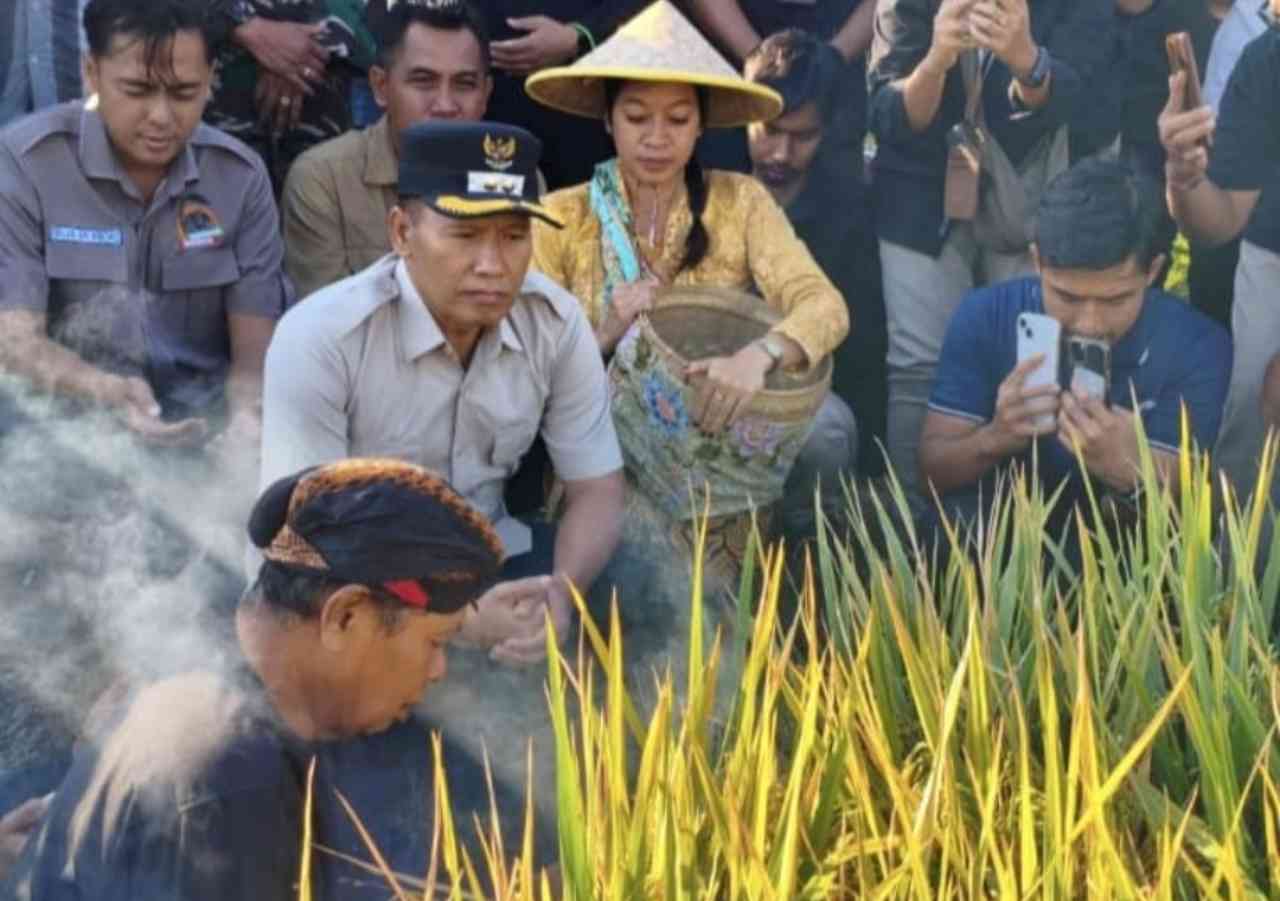 Petik padi