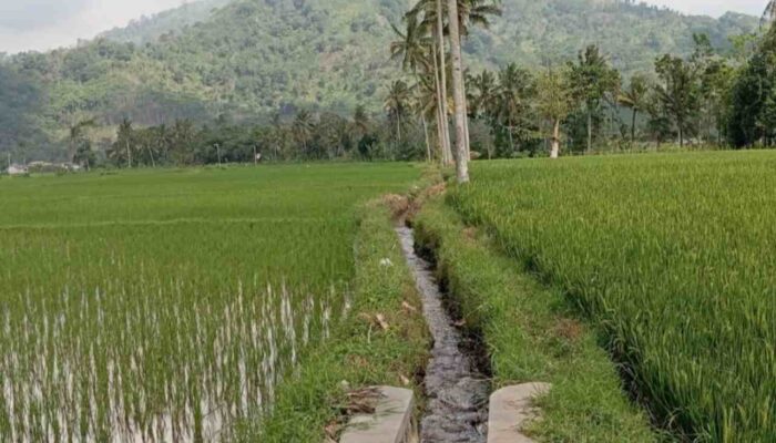 Petani Kesulitan Beli Pupuk Phonska