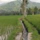 Petani Kesulitan Beli Pupuk Phonska