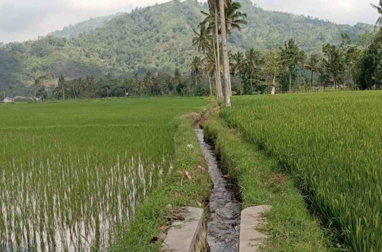 Pupuk