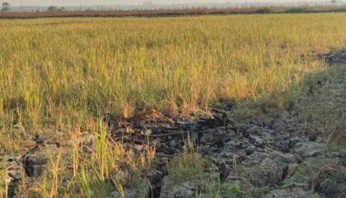 Politik Pilkades Diiduga Korbankan Petani, Sawah di Mulyorejo Kering Akibat Rebutan Air