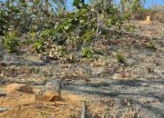 Illegal logging