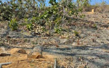 Illegal logging
