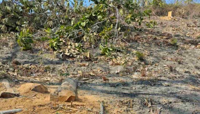 Diduga Ada Illegal Logging di RPH Sukun, Polsek Gondang Lakukan Penyelidikan