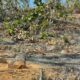 Diduga Ada Illegal Logging di RPH Sukun, Polsek Gondang Lakukan Penyelidikan