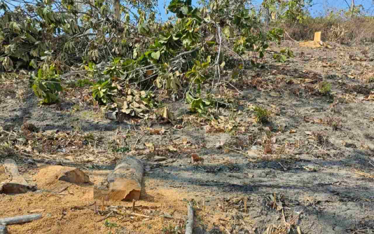 Illegal logging