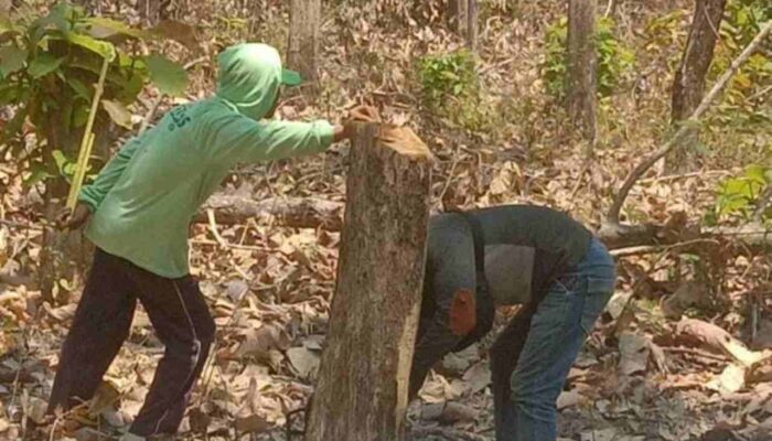 Dua Versi Kasus Jati Lenyap di Gondang: KPH Sebut Illegal Logging, Polres Belum Terima Laporan