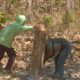 Dua Versi Kasus Jati Lenyap di Gondang: KPH Sebut Illegal Logging, Polres Belum Terima Laporan