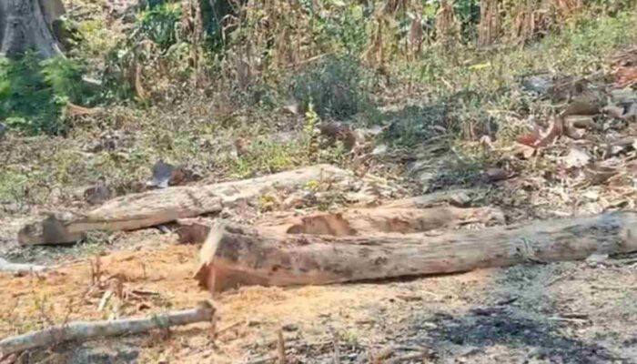 Usai Puluhan Pohon Jati Raib, Dua Petugas KPH Bojonegoro Disanksi Nonjob
