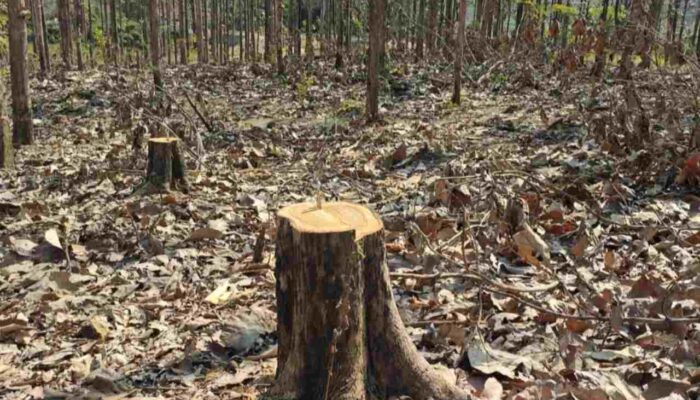 Pohon Jati Siap Panen 2028 Diembat Maling, KPH Bojonegoro Usut Dugaan Keterlibatan Petugas