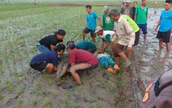 2 Petani