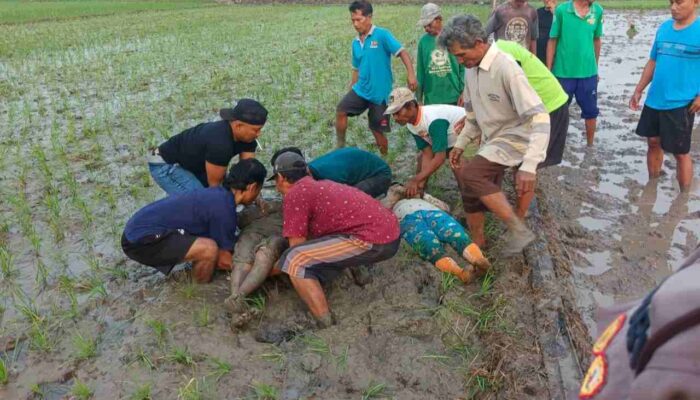 Tragis, 2 Petani Tewas Tersengat Listrik Jebakan Tikus di Sawah Kasiman Bojonegoro