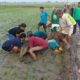 Tragis, 2 Petani Tewas Tersengat Listrik Jebakan Tikus di Sawah Kasiman Bojonegoro