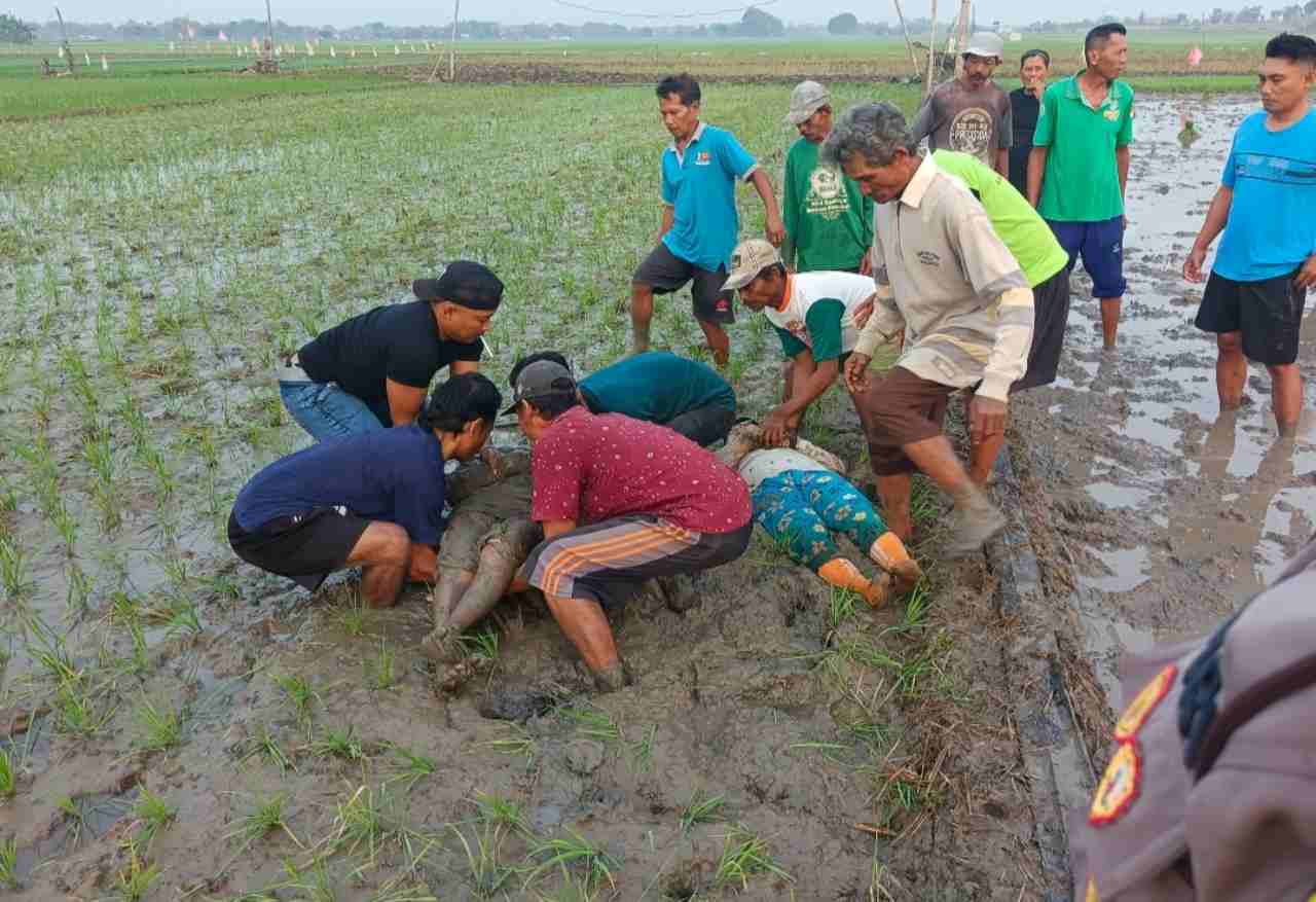 2 Petani