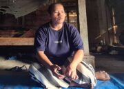 Kasus kayu jati