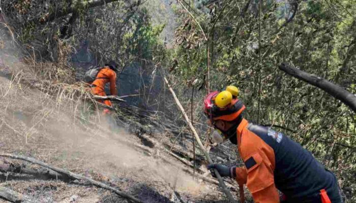 Kemenhut Bentuk Tim Khusus Usut Kebakaran TN Bromo Tengger Semeru
