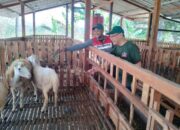 Pakan_ternak