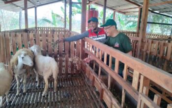 Pakan_ternak