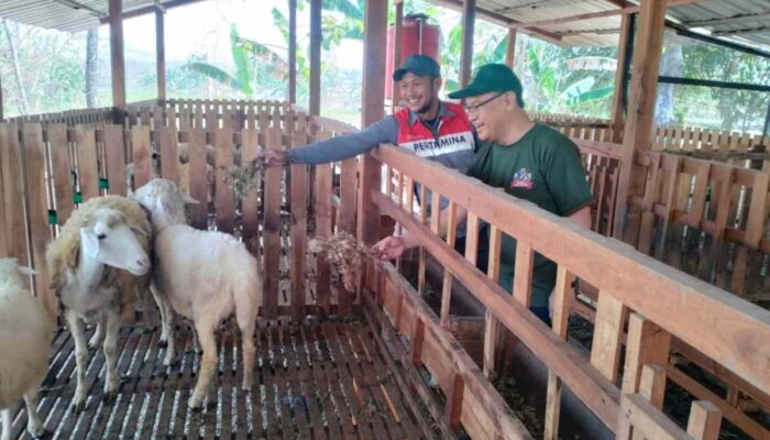Dari Sisa Panen Jadi Pakan Ternak: PEPC Dorong Kesejahteraan Petani Lokal