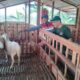 Dari Sisa Panen Jadi Pakan Ternak: PEPC Dorong Kesejahteraan Petani Lokal