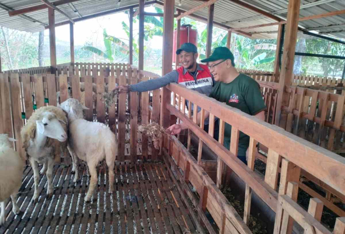 Pakan_ternak